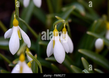 Galanthus plicatus wendys oro giallo ibrido snowdrop snowdrops Spring fiore fiori floreale RM Foto Stock