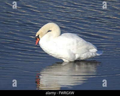 Cigno cob appoggiata in acqua poco profonda con riflesso azzurro dal cielo Foto Stock