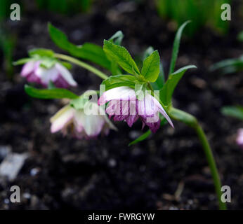 L'elleboro helleborus frassino tinto giardino ibrido ibridi di rosa fiori di primavera fiorisce blossoms RM Floral Foto Stock