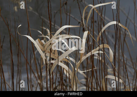 Lo scorso anno il supporto di canna dal fiume in primavera Foto Stock