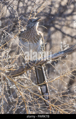 Maggiore Roadrunner, (Geococyx californianus), Bosque del Apache National Wildlife Refuge, nuovo Messico, Stati Uniti d'America. Foto Stock