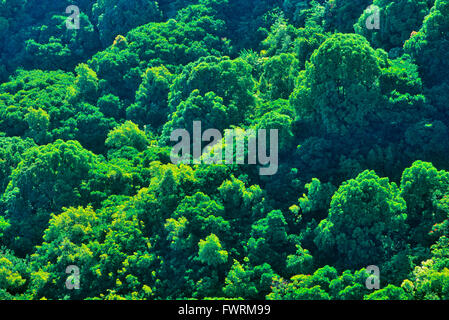 La foresta pluviale su Maui vista lungo la Hana autostrada Foto Stock