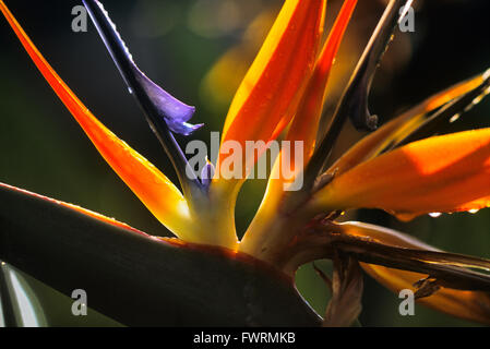 Uccello del Paradiso fiore Molokai Hawaii Foto Stock