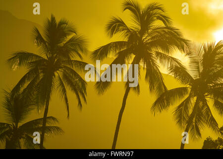 Alberi di palma, Maui Foto Stock