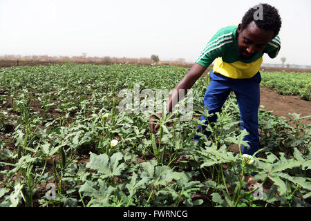 L'Okra raccolto in Humera, Etiopia. Foto Stock