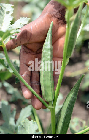 L'Okra raccolto in Humera, Etiopia. Foto Stock