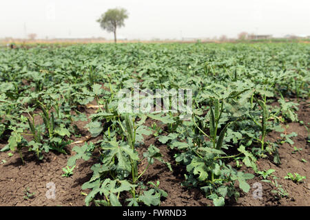 L'Okra raccolto in Humera, Etiopia. Foto Stock