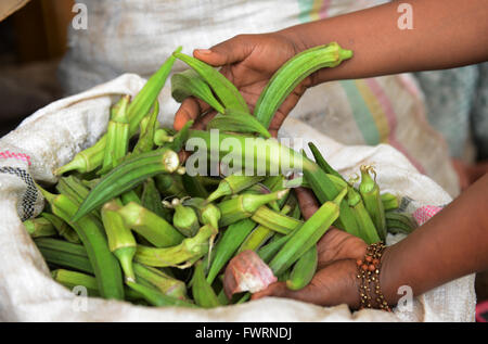 L'Okra raccolto in Humera, Etiopia. Foto Stock