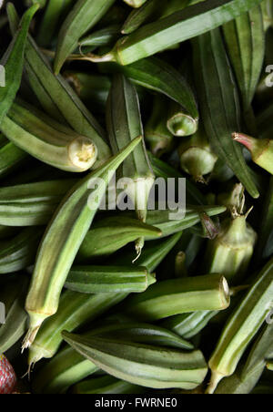 L'Okra raccolto in Humera, Etiopia. Foto Stock