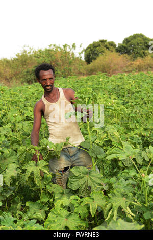 L'Okra raccolto in Humera, Etiopia. Foto Stock