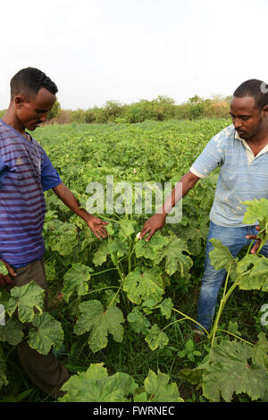 L'Okra raccolto in Humera, Etiopia. Foto Stock
