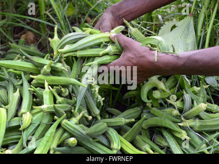 L'Okra raccolto in Humera, Etiopia. Foto Stock