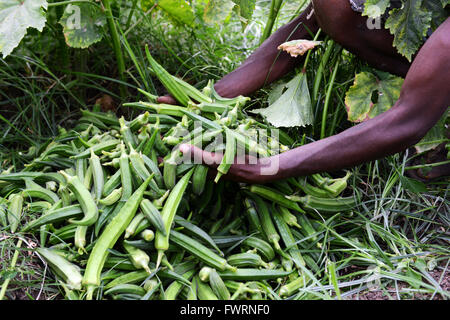 L'Okra raccolto in Humera, Etiopia. Foto Stock