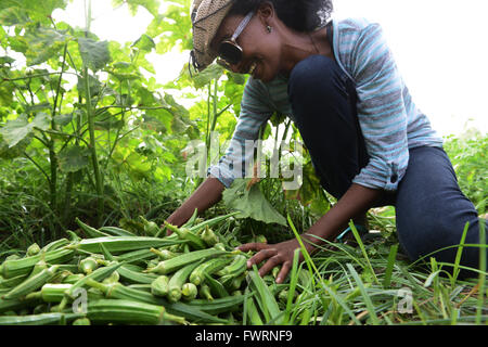L'Okra raccolto in Humera, Etiopia. Foto Stock