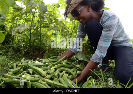 L'Okra raccolto in Humera, Etiopia. Foto Stock