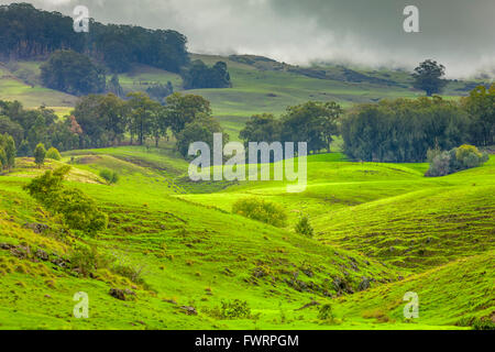 Le colline di upcountry Maui, Hawaii Foto Stock