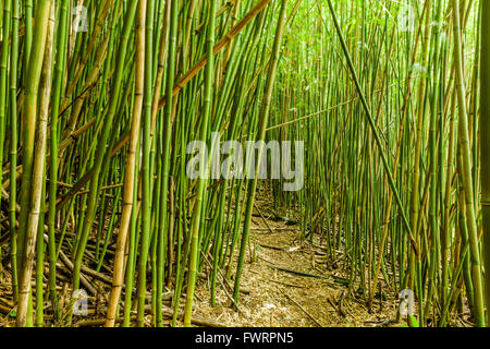 Foresta pluviale e boschetto di bambù a Maui Foto Stock