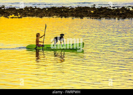 Ragazzo canoa kayak cane dando una corsa Lahaina Maui Hawaii Foto Stock