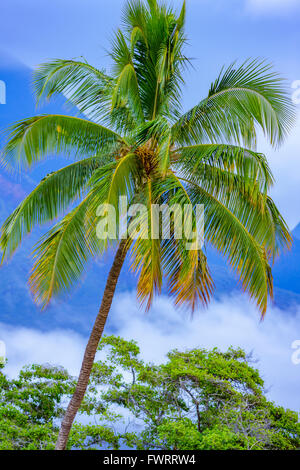 Palm tree a Maui in foresta pluviale con montagne di West Maui in background Foto Stock