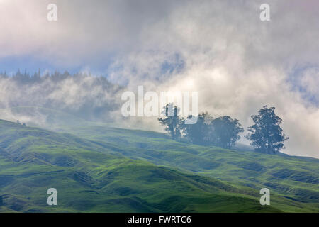 Upcountry Maui Haleakala piste in misty cloud Foto Stock