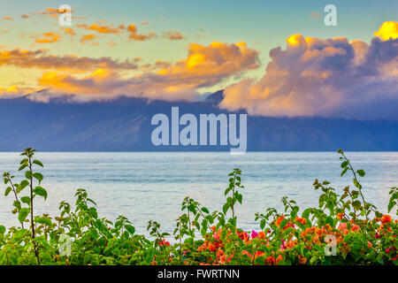 Molokai vista da Maui con bougainvillea in primo piano Foto Stock