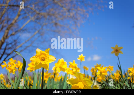 Giallo fiori di narciso prato sul cielo azzurro sfondo, Uso creativo della profondità di campo Foto Stock