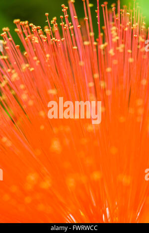 Foresta di pioggia fiori a Maui Foto Stock