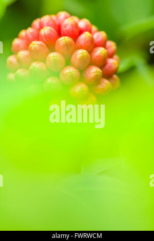 Foresta di pioggia fiori a Maui Foto Stock