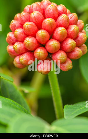 Bud cluster Ohia Lehua Hawaii Foto Stock