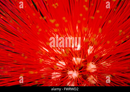 Foresta di pioggia fiori a Maui Foto Stock