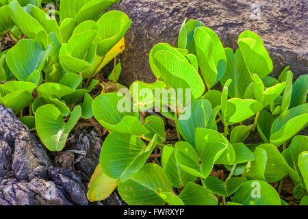 La copertura del terreno su West Maui shore Foto Stock