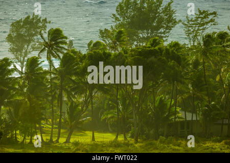 Area di Hana coast in mattinata, Maui Foto Stock