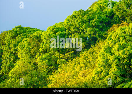 La foresta pluviale, Maui Foto Stock