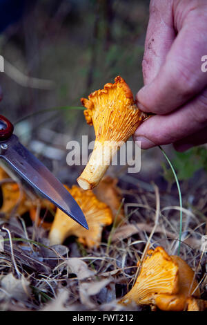 Lactarius deliciosus, comunemente noto come lo Zafferano cappuccio di latte o di pino rosso , a fungo Tiermes, Soria. Castilla y León. Spagna Foto Stock