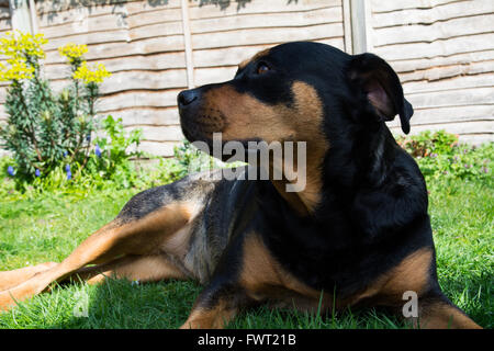 Un Rottweiler posa sul pavimento in un giardino essendo carino. Foto Stock