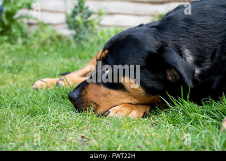 Un Rottweiler posa sul prato con la sua testa sulla sua zampa. Foto Stock