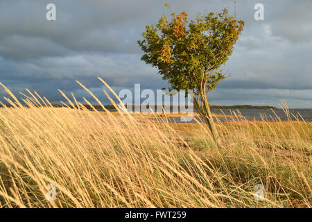 Un lone rowan Tree sulla spiaggia in tempo ventoso Foto Stock