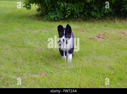 Karelian Bear cucciolo di cane su un prato verde Foto Stock