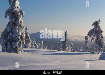 Coperta di neve alberi in fells della Lapponia finlandese Foto Stock