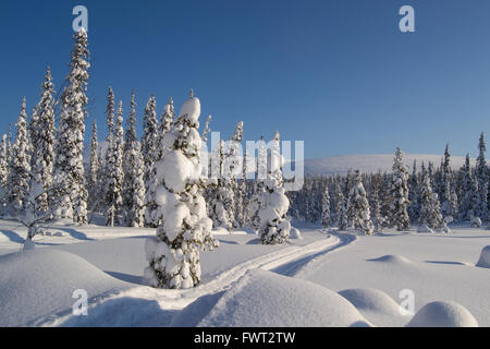 Coperta di neve alberi in fells della Lapponia finlandese Foto Stock