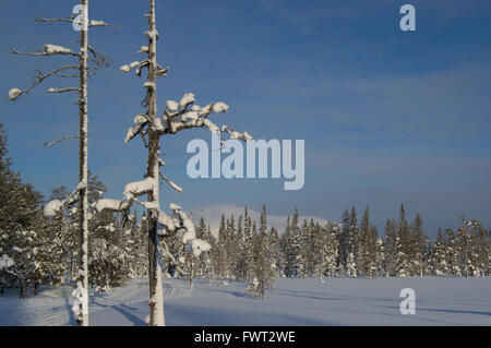 Coperta di neve alberi in fells della Lapponia finlandese Foto Stock