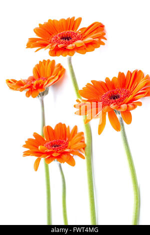 Orange gerbera fiori disposizione su bianco Foto Stock