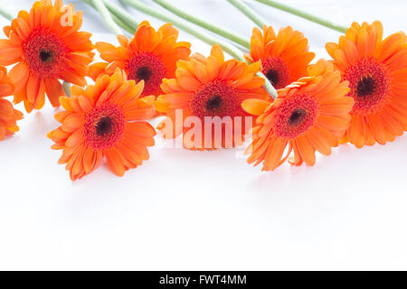 Orange gerbera fiori disposizione su bianco Foto Stock
