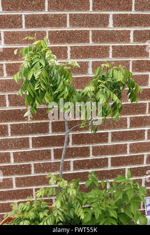 Impianto di Curry - Murraya Koenigii impianto contro un muro di mattoni Foto Stock