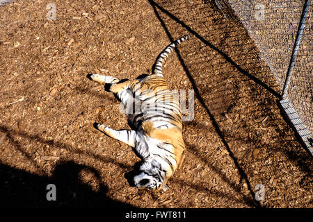 Un salvato tiger in cattività salotti in un involucro mentre viene riabilitato prima di essere introdotti in altri tigri Foto Stock