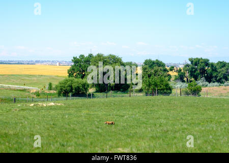 Una tigre fa roaming nel suo involucro all'animale selvatico nel Santuario Keenesburg, Colorado. Foto Stock