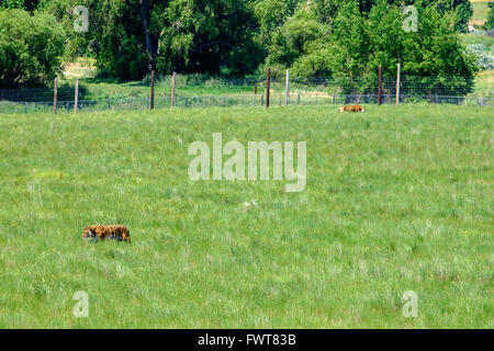 Due tigri a vagare nel loro recinto all'animale selvatico nel Santuario Keenesburg, Colorado. Foto Stock