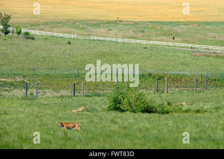 Una tigre fa roaming nel suo involucro all'animale selvatico nel Santuario Keenesburg, Colorado. Foto Stock