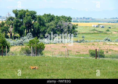 Una tigre fa roaming nel suo involucro all'animale selvatico nel Santuario Keenesburg, Colorado. Foto Stock