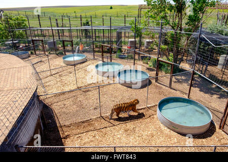 Una tigre passi lungo una recinzione in una penna come un volontario riempie i serbatoi con acqua all'animale selvatico nel Santuario Keenesburg Colorado Foto Stock